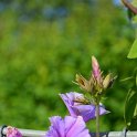 Ipomoea indica 'Betty Mars'